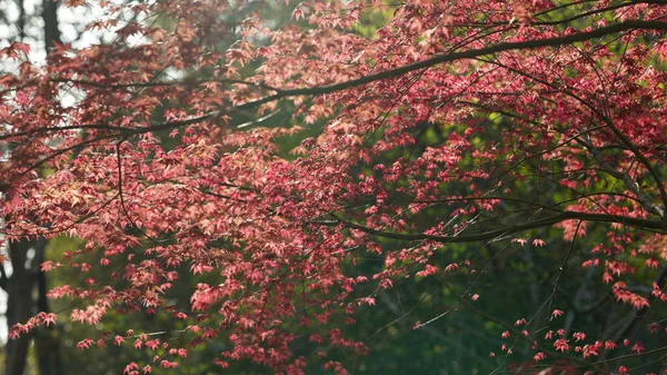 春になると新緑の紅葉が満開になる — ストック写真