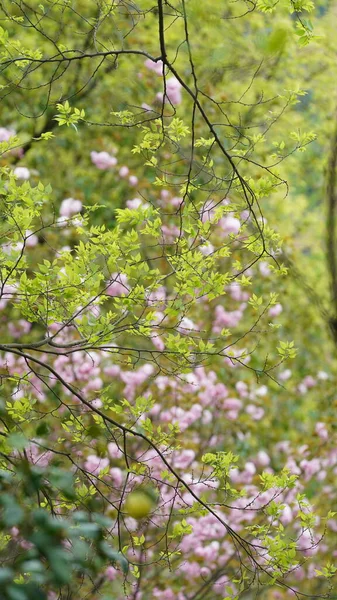 Gyönyörű Virágok Tavasszal Virágoznak Kertben Meleg Napfénnyel — Stock Fotó