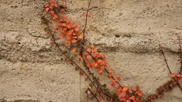 Осінній Вид Червоним Листям Плюща Вилазить Уздовж Грубої Стіни Восени — стокове фото