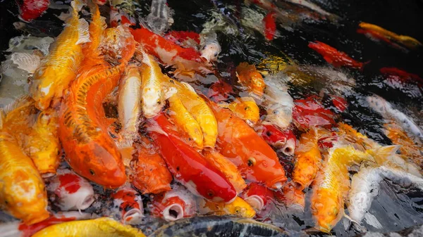 Рыбы Плавают Пруду — стоковое фото