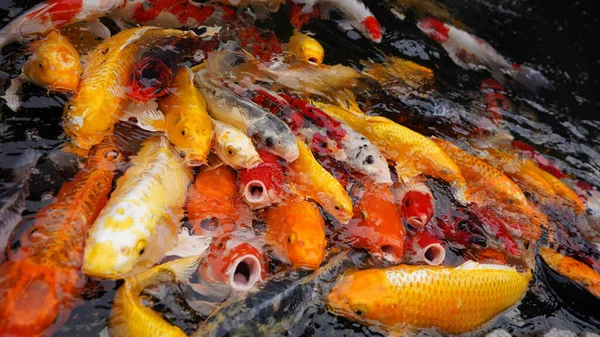 Рыбы Плавают Пруду — стоковое фото