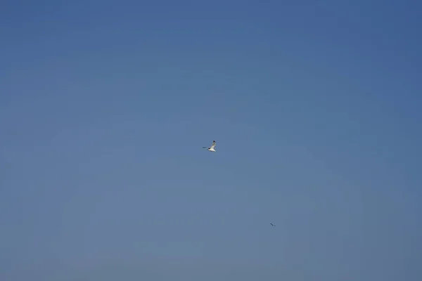 Satu Burung Camar Terbang Langit Dengan Langit Biru Cerah Sebagai — Stok Foto