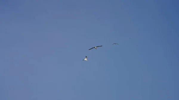 Eine Möwe Fliegt Den Himmel Mit Dem Klaren Blauen Himmel — Stockfoto