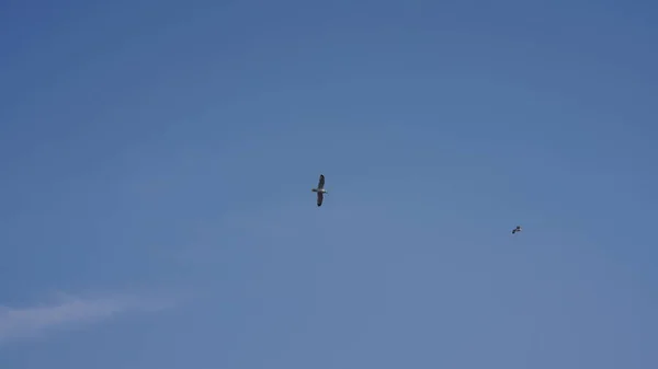 Eine Möwe Fliegt Den Himmel Mit Dem Klaren Blauen Himmel — Stockfoto
