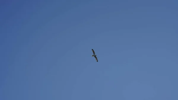 Uma Gaivota Voando Céu Com Céu Azul Claro Como Fundo — Fotografia de Stock