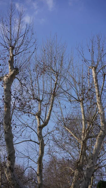 Зимовий Вид Блакитним Небом Лисими Гілками Дерев Місті — стокове фото