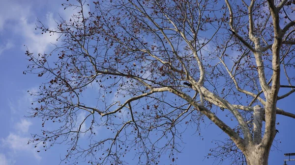 Vista Inverno Com Céu Azul Ramos Carecas Árvores Cidade — Fotografia de Stock