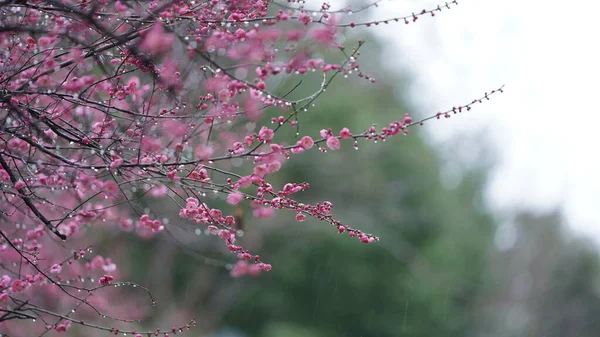Beautiful Flowers Blooming Garden Rainy Droplets Rainy Day — Stock Photo, Image