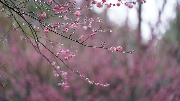 雨の日に雨滴が庭に咲く美しい花 — ストック写真