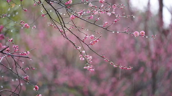 Piękne Kwiaty Kwitnące Ogrodzie Deszczowymi Kropelkami Deszczowe Dni — Zdjęcie stockowe
