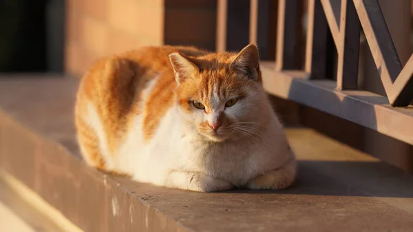 귀여운 고양이 마리가 마당에서 — 스톡 사진