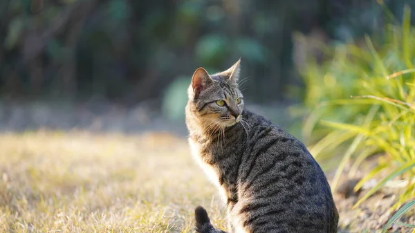 Jeden Słodki Kot Odpoczywa Podwórku — Zdjęcie stockowe