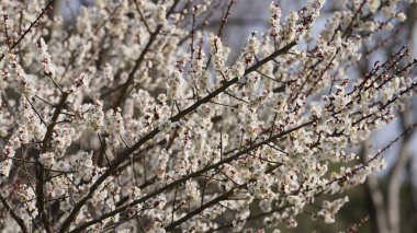 Baharda bahçede açan güzel çiçekler ılık güneş ışığıyla