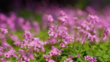 Baharda bahçede açan güzel çiçekler ılık güneş ışığıyla