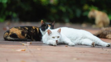 Bahçede dinlenen sevimli bir kedi.