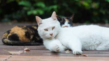 Bahçede dinlenmek için oturan sevimli vahşi bir kedi