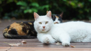 Bahçede dinlenmek için oturan sevimli vahşi bir kedi