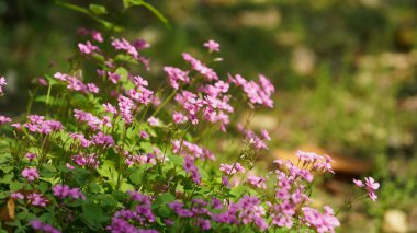 Baharda taze yeşil ağaçlarla güzel bahçe manzarası