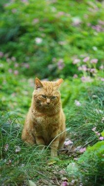 Bahçede dinlenmek için oturan sevimli vahşi bir kedi