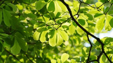 İlkbaharda ağaçlarla dolu taze yapraklar