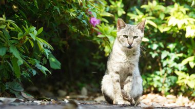 Bahçede dinlenmek için oturan sevimli vahşi bir kedi