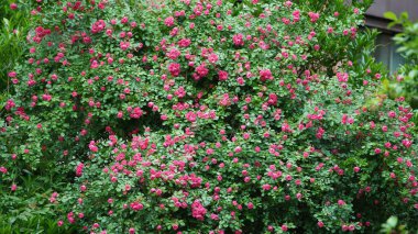 Baharda bahçede açan güzel çiçekler ılık güneş ışığıyla