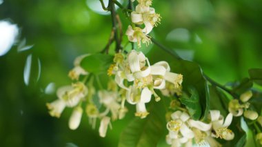 Baharda bahçede açan güzel çiçekler ılık güneş ışığıyla