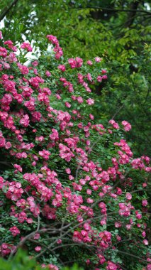 Baharda bahçede açan güzel çiçekler ılık güneş ışığıyla