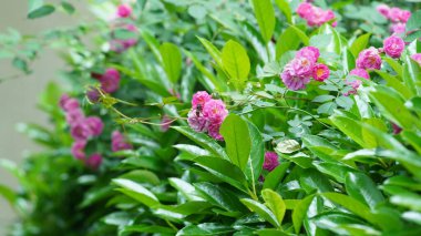 Baharda bahçede açan güzel çiçekler ılık güneş ışığıyla