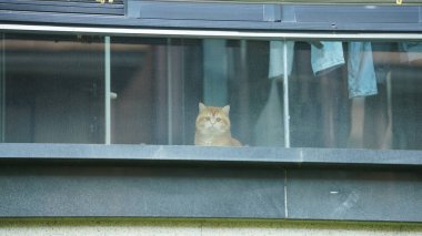 Bahçede dinlenmek için oturan sevimli vahşi bir kedi