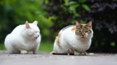 Bahçede dinlenmek için oturan sevimli vahşi bir kedi