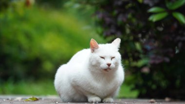 Bahçede dinlenmek için oturan sevimli vahşi bir kedi