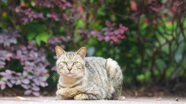 Bahçede dinlenmek için oturan sevimli vahşi bir kedi