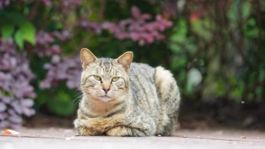 Bahçede dinlenmek için oturan sevimli vahşi bir kedi