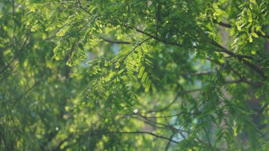 Baharda taze yeşil ağaçlarla güzel bahçe manzarası