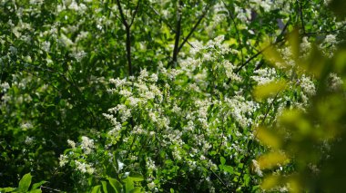 Baharda bahçede açan güzel çiçekler ılık güneş ışığıyla