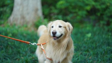 Bahçede özgürce oynayan sevimli bir köpek.