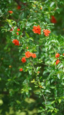 Baharda bahçede açan güzel çiçekler ılık güneş ışığıyla