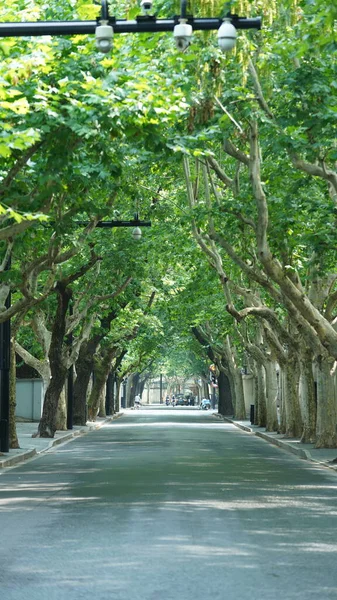 中国の通りの両側に沿って木々と上海市の道路のビュー — ストック写真