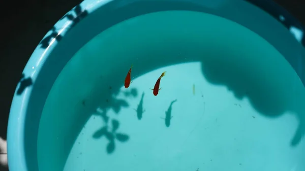 池で泳ぐ魚たち — ストック写真