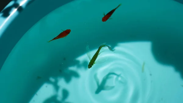 池で泳ぐ魚たち — ストック写真