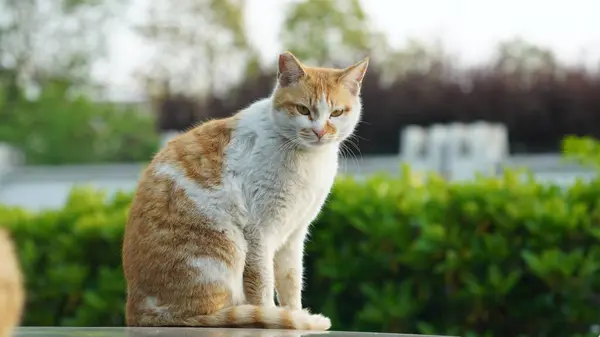 Jeden Roztomilý Kočka Odpočinkem Dvoře — Stock fotografie