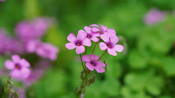 stock image The beautiful flowers blooming in the garden in spring with the warm sunlight