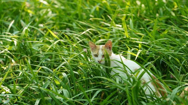 Один Чарівний Дикий Кіт Сидить Саду Відпочинку — стокове фото