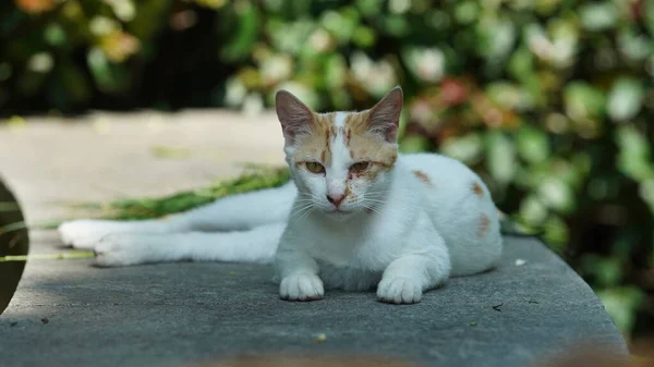 Gato Selvagem Adorável Sentado Jardim Para Descansar — Fotografia de Stock