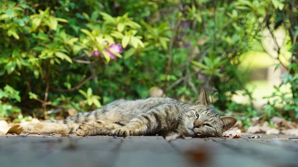 스러운 고양이 마리가 정원에 — 스톡 사진