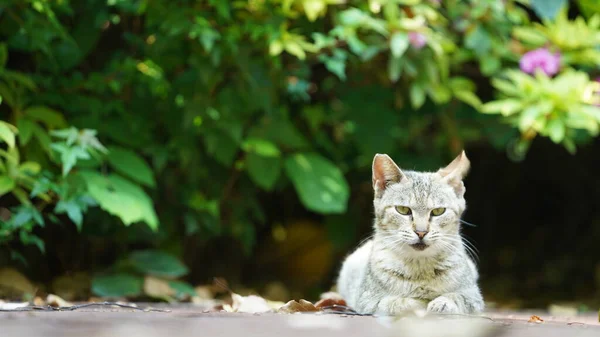 Jedna Rozkošná Divoká Kočka Sedící Zahradě Odpočívající — Stock fotografie