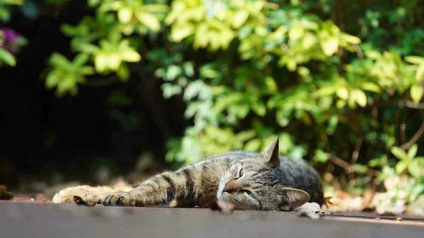 One Adorable Wild Cat Sitting Garden Resting — Foto Stock