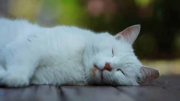 Bahçede Dinlenmek Için Oturan Sevimli Vahşi Bir Kedi — Stok fotoğraf