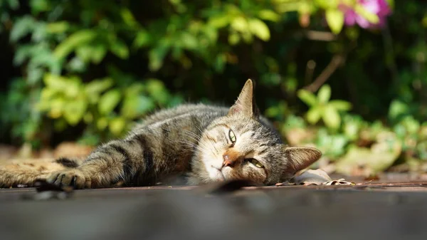 Adorabile Gatto Selvatico Seduto Giardino Riposare — Foto Stock